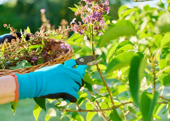 Care for lilac bush, womans hands in gardening gloves with pruner cutting faded dried flowers