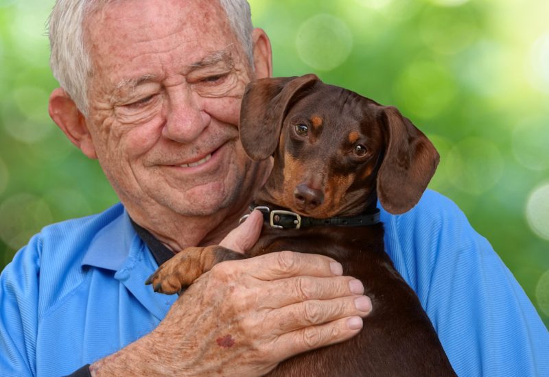 A shallow focus of an elderly Caucasian man holding an endearing Dachshund dog